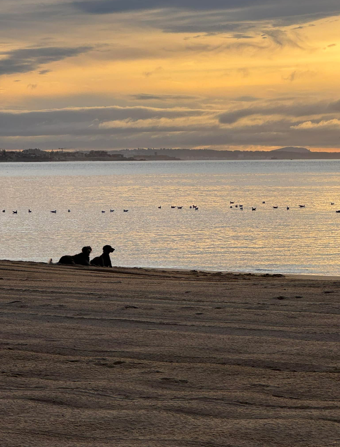 Walter and Willow on the beach at sunset
