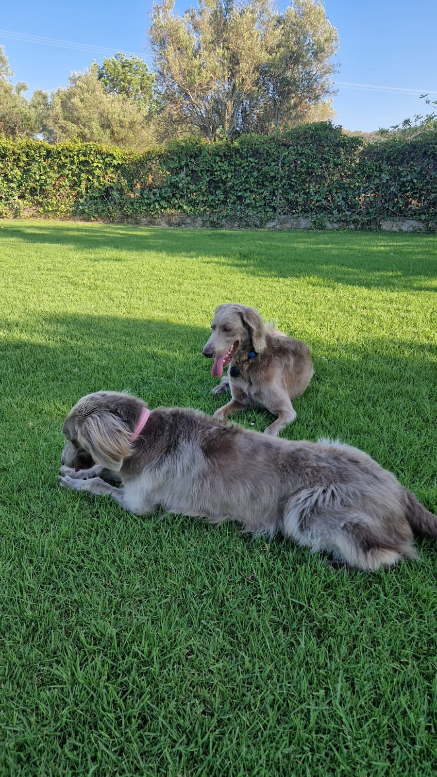 Walter and Willow playing in the garden